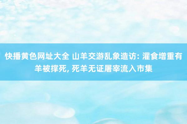 快播黄色网址大全 山羊交游乱象造访: 灌食增重有羊被撑死， 死羊无证屠宰流入市集